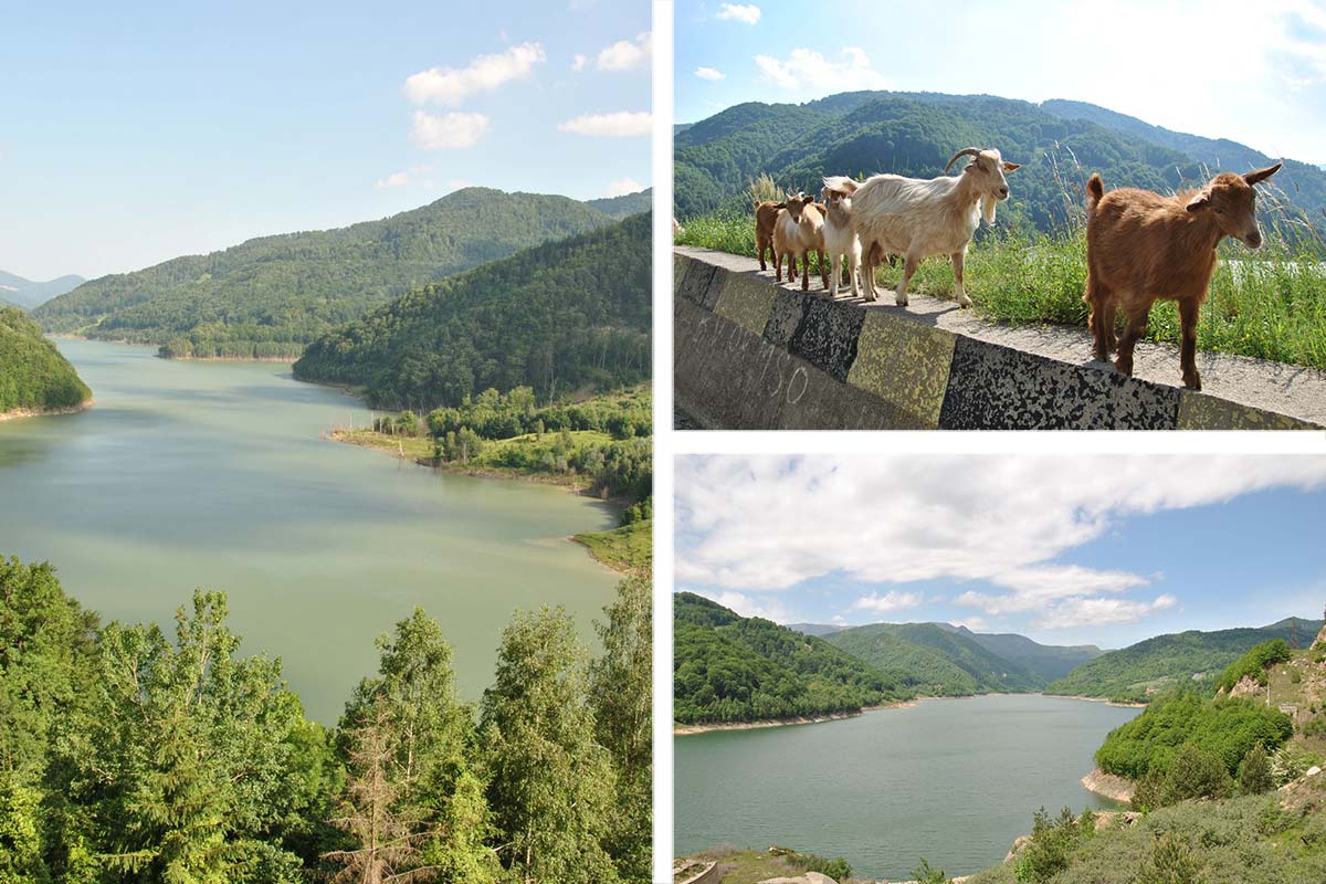 On the road from Buzau to Brasov, wonderful nature and wonderful goats